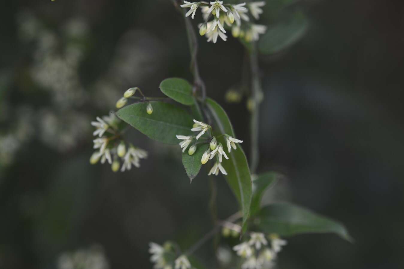 Image of Metastelma californicum subsp. lanceolatum (Schltr.) Liede & Meve