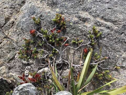 Image of Erica cameronii L. Bolus