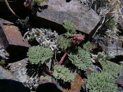 Image of gray springparsley