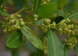 Image of Dodonaea viscosa subsp. burmanniana (DC.) J. West