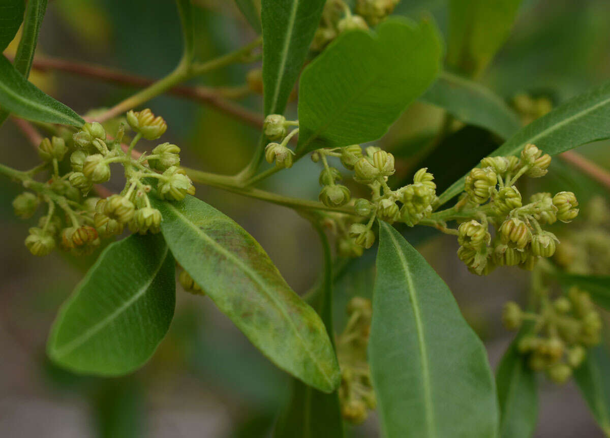 Слика од Dodonaea viscosa subsp. burmanniana (DC.) J. West