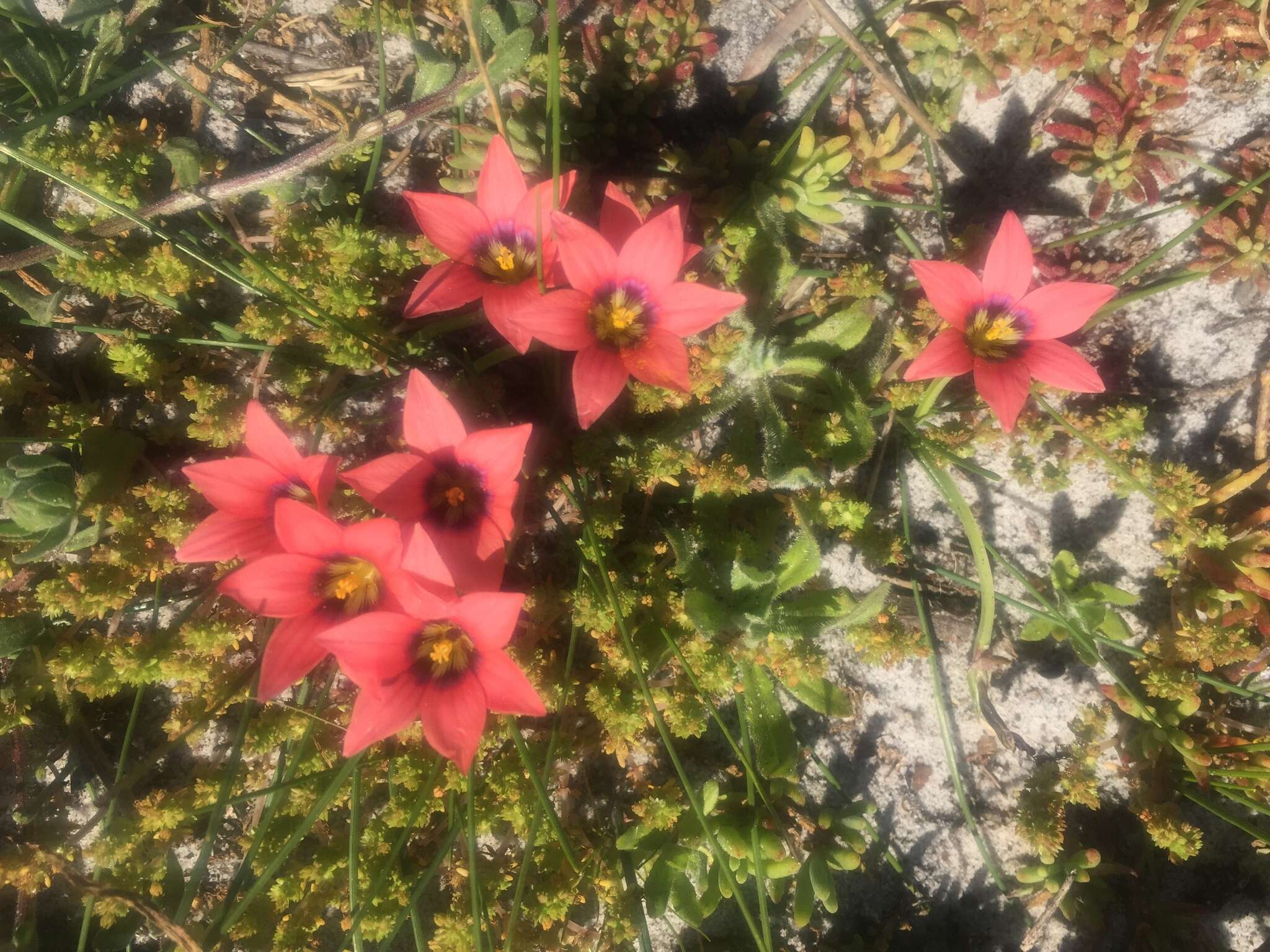 Image of Romulea obscura Klatt