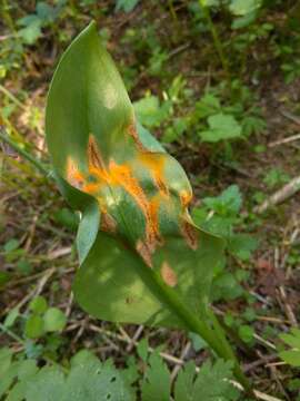 Image of Uromyces erythronii (DC.) Pass. 1867