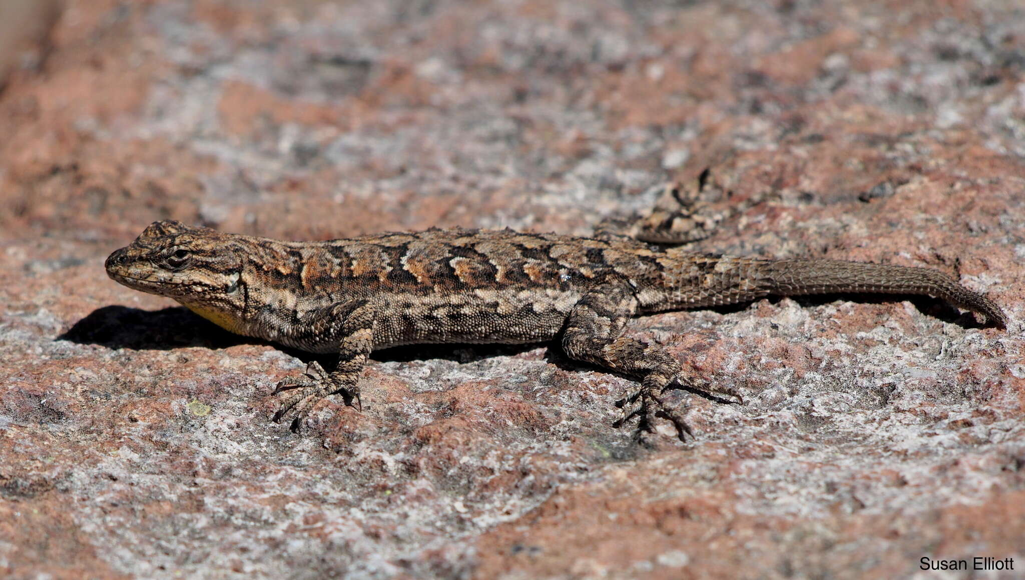 Image of Urosaurus ornatus schmidti (Mittleman 1940)