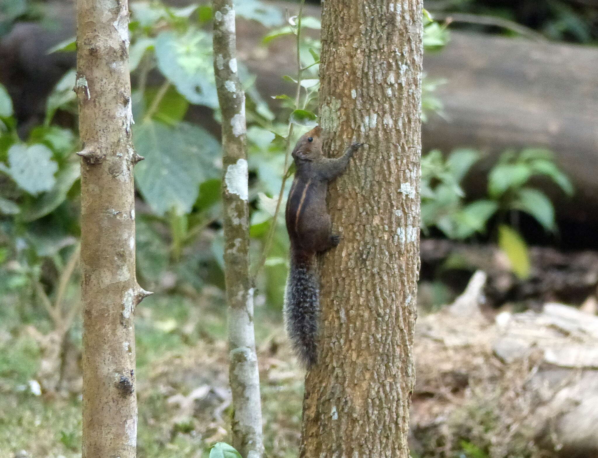 Imagem de Funambulus tristriatus (Waterhouse 1837)