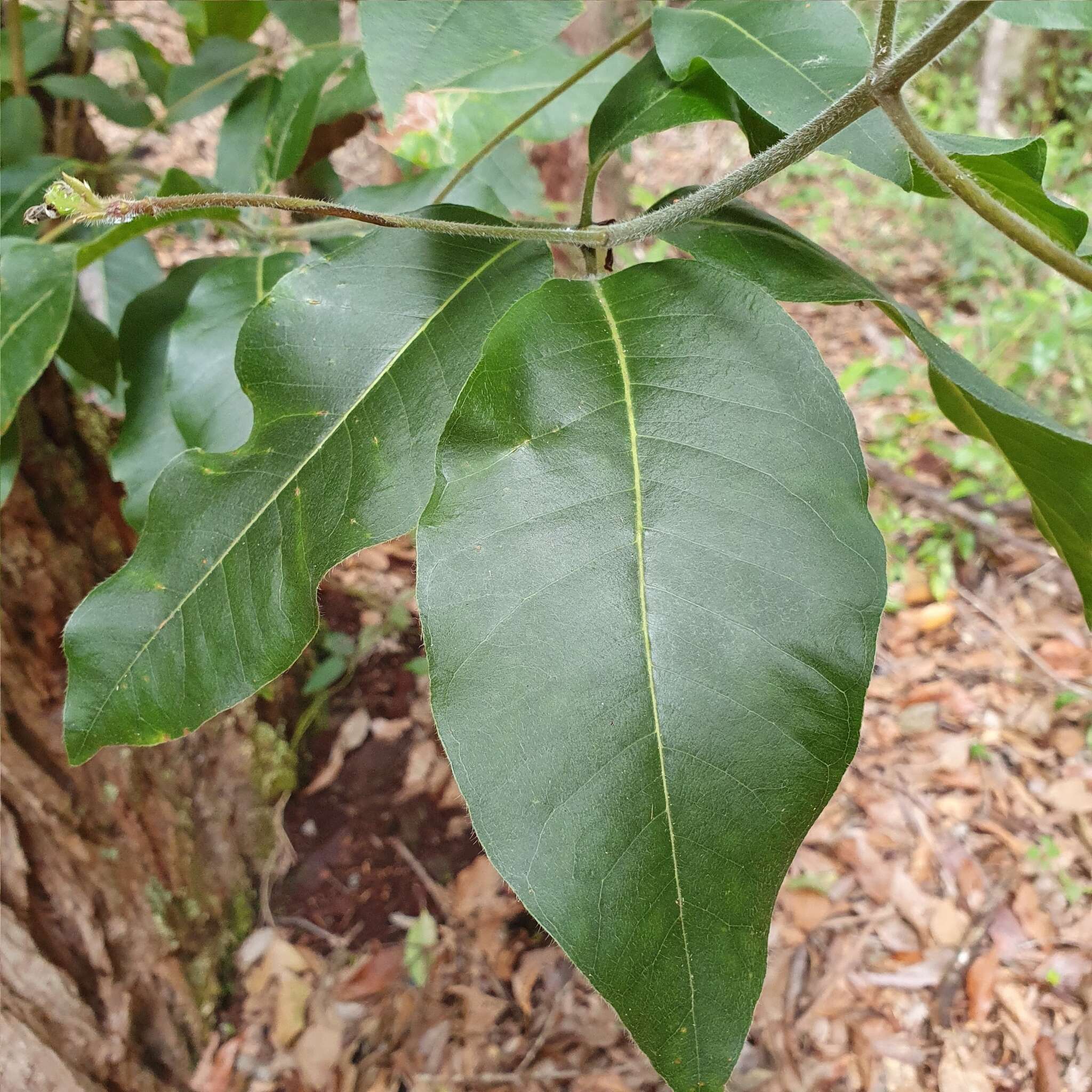 turpentine tree - Encyclopedia of Life