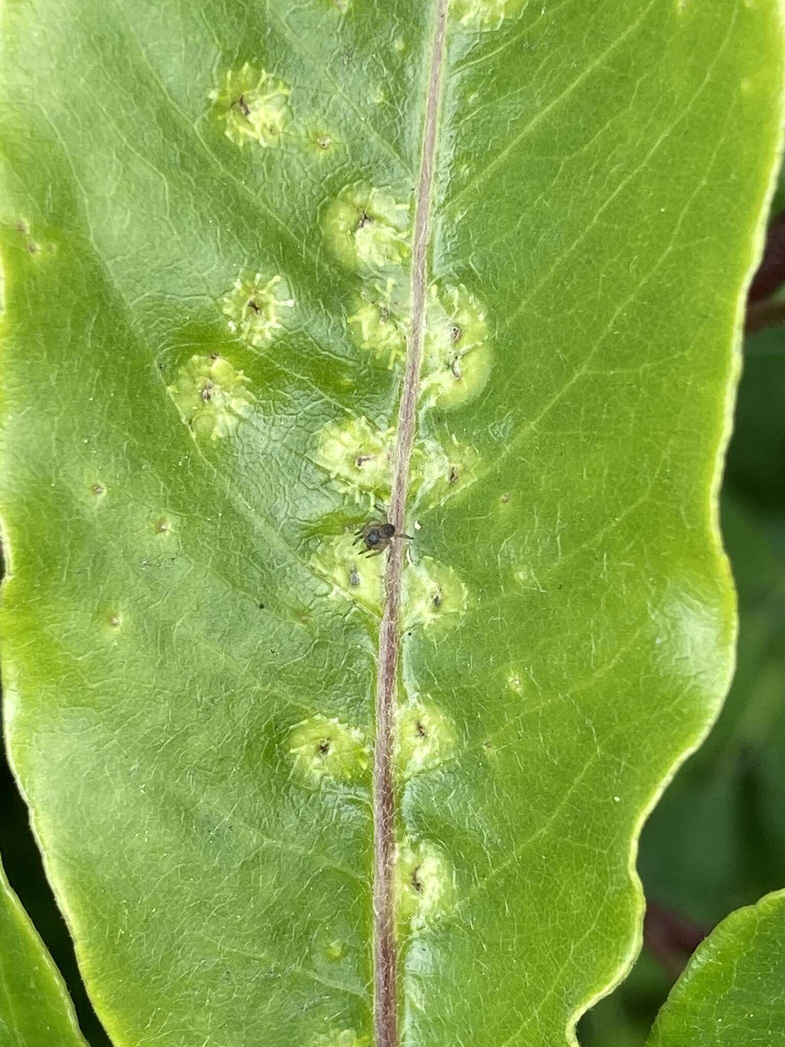 Phytoliriomyza pittosporophylli Hering 1962 resmi