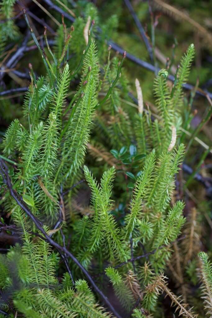 Image of Spinulum annotinum (L.) A. Haines