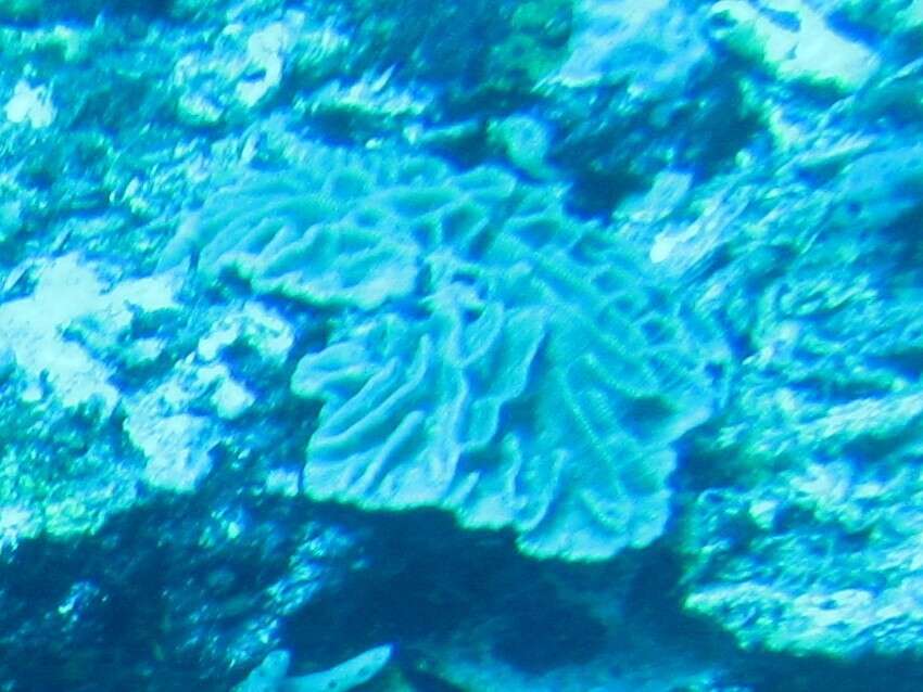 Image of Common lettuce coral