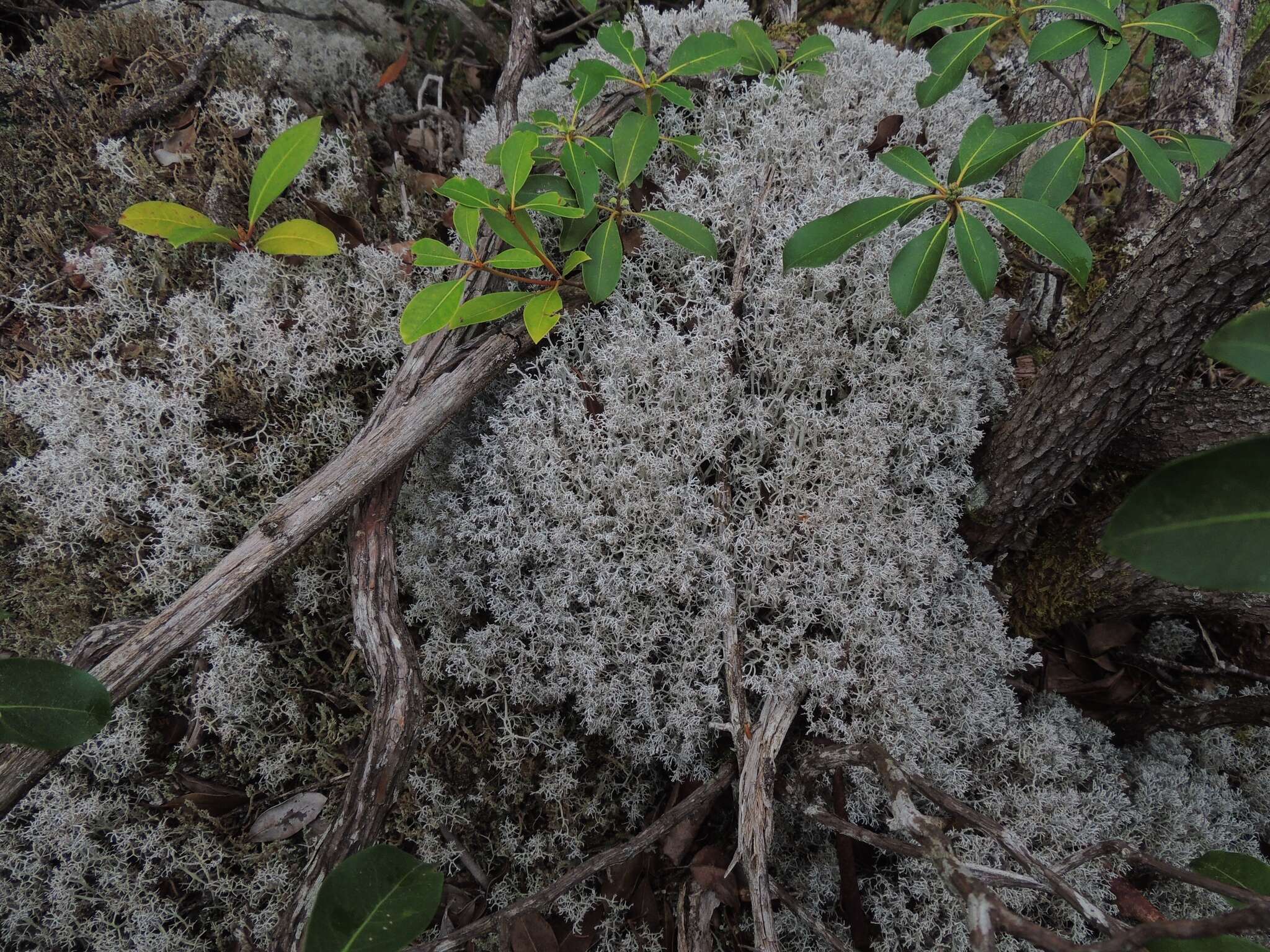 Image of Reindeer lichen