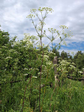 Image of Chaerophyllum prescottii DC.