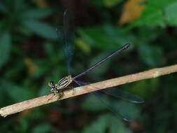 Image of Heteragrion mitratum Williamson 1919