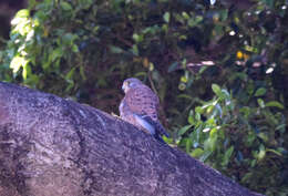 Image of Falco tinnunculus canariensis (Koenig & AF 1890)