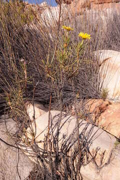 Image of Euryops brevilobus Compton