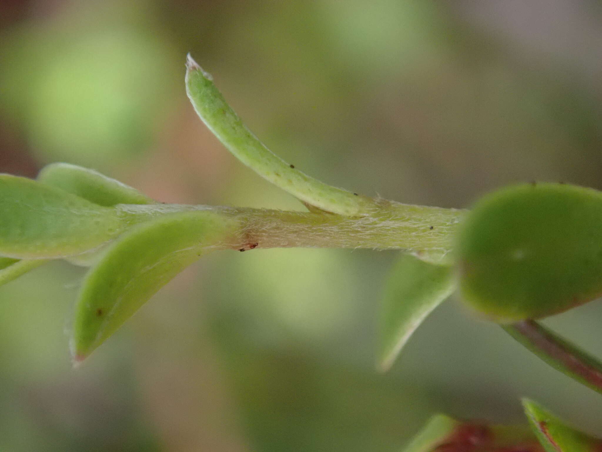 Image of Kunzea amathicola de Lange & Toelken