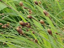 Image of Fimbristylis tetragona R. Br.