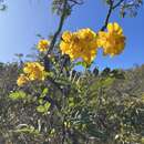 Senna corifolia (Benth.) H. S. Irwin & Barneby resmi