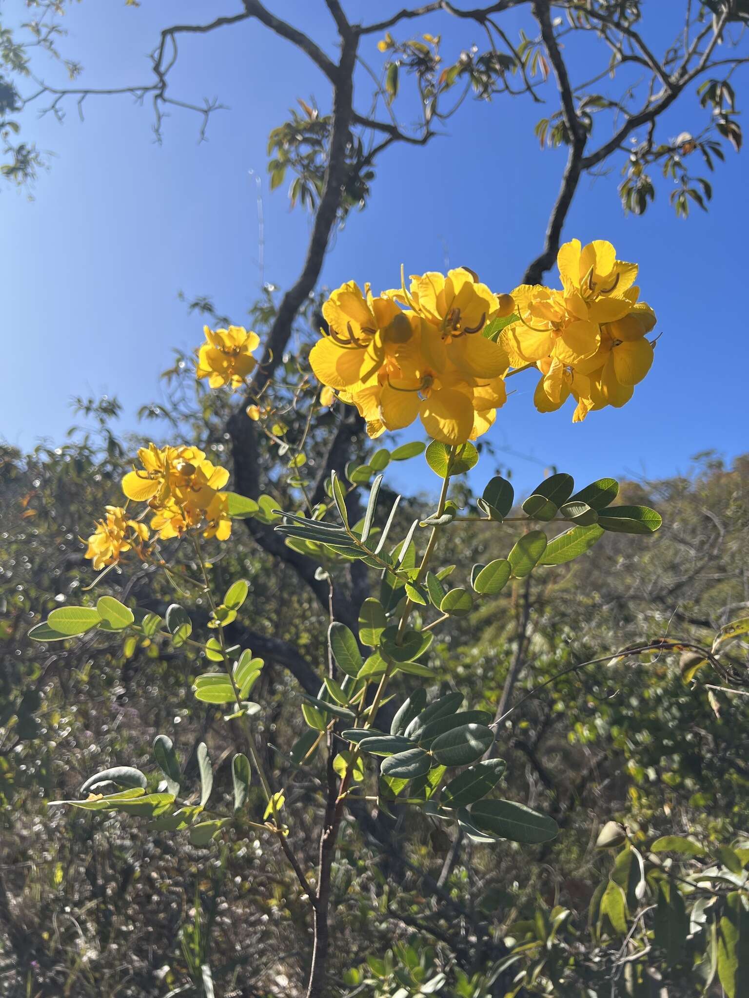 Image of Senna corifolia (Benth.) H. S. Irwin & Barneby