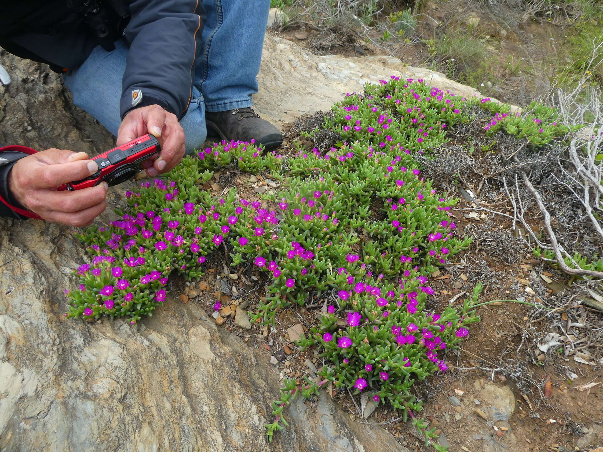 صورة Ruschia lineolata (Haw.) Schwant.