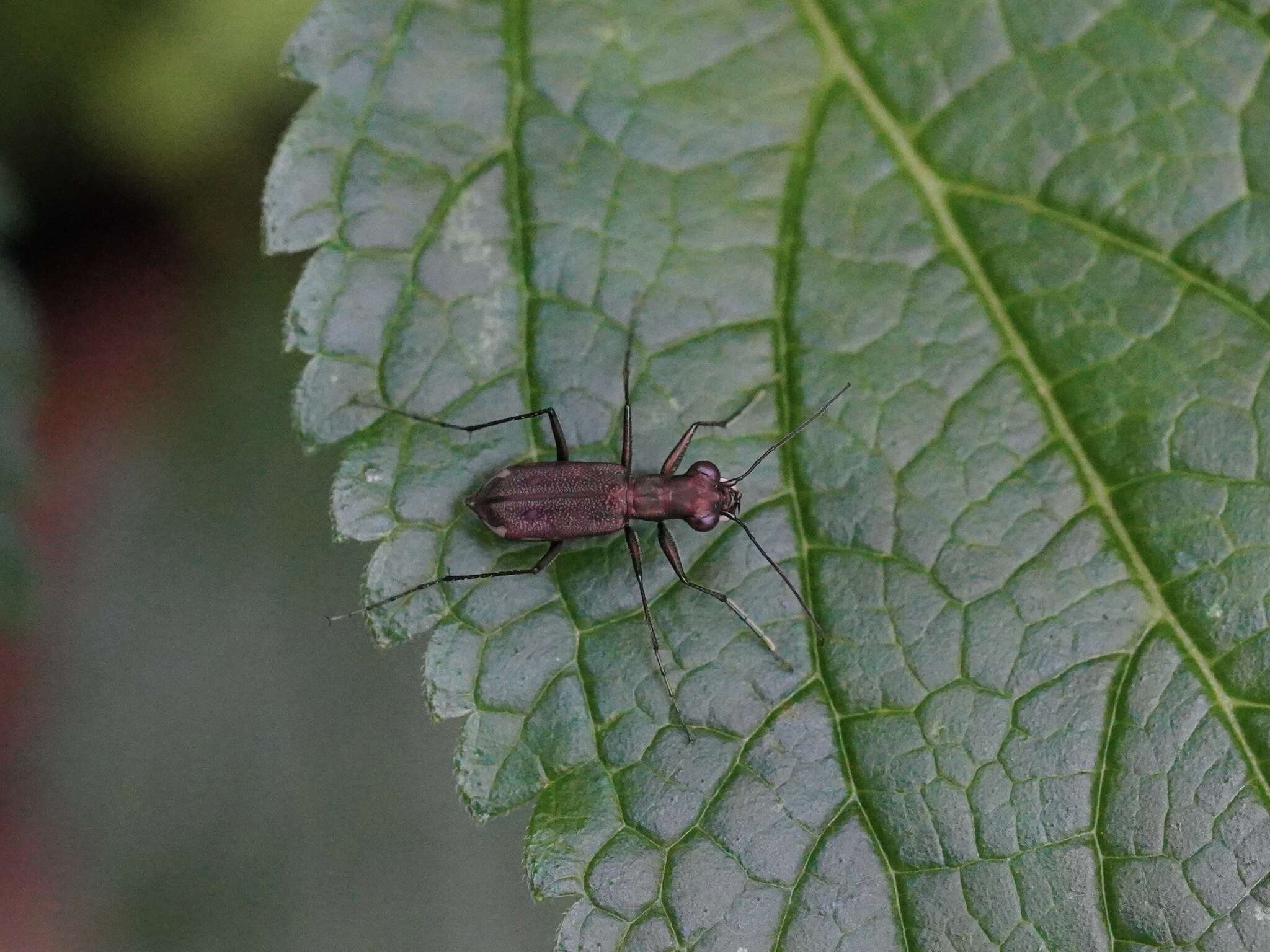 Image of Cylindera (Ifasina) kaleea (Bates 1866)