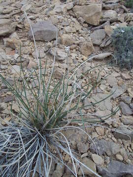 Image of rush biscuitroot