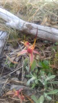 Image of Tailed spider orchid