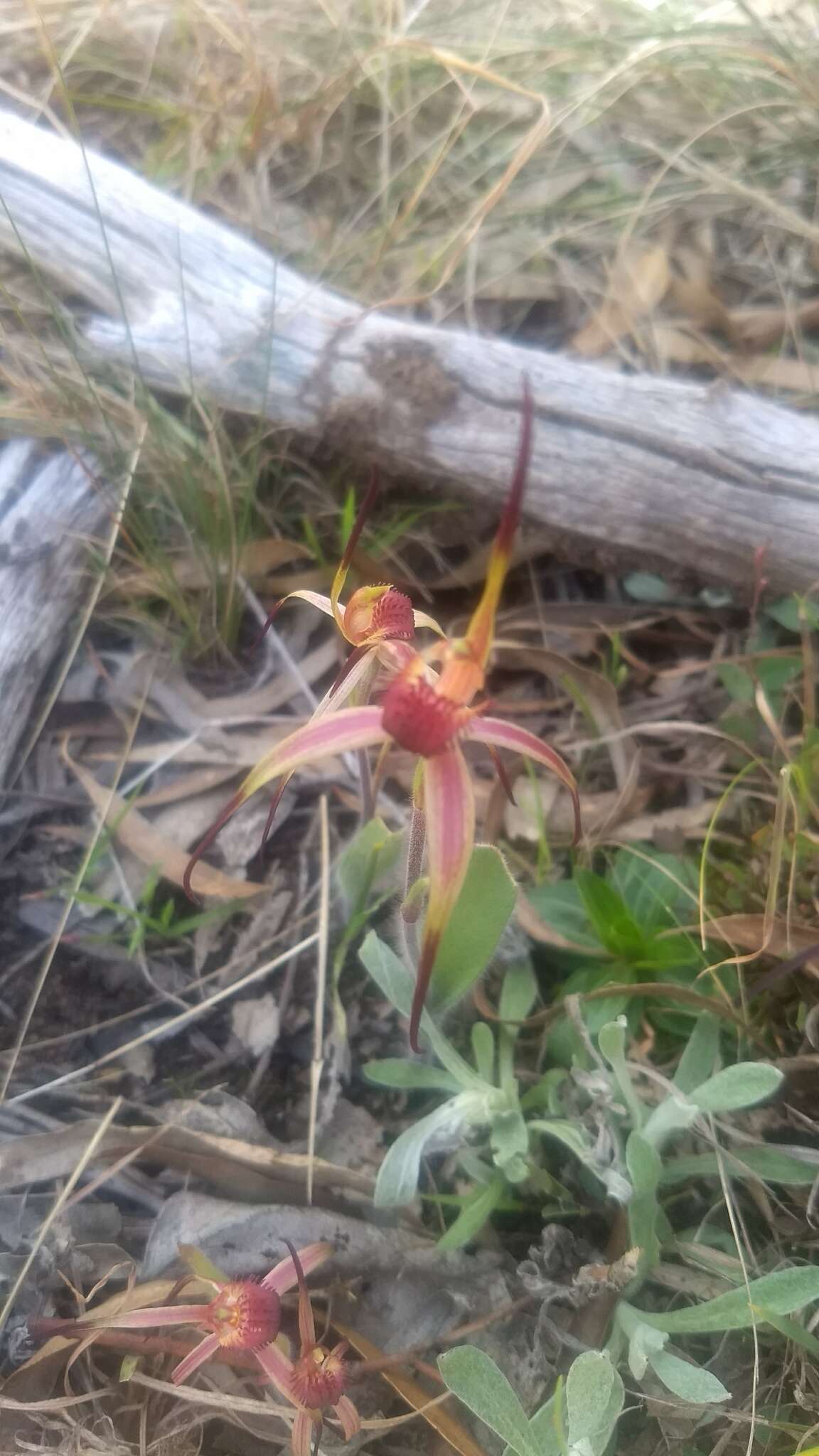 Caladenia caudata Nicholls resmi