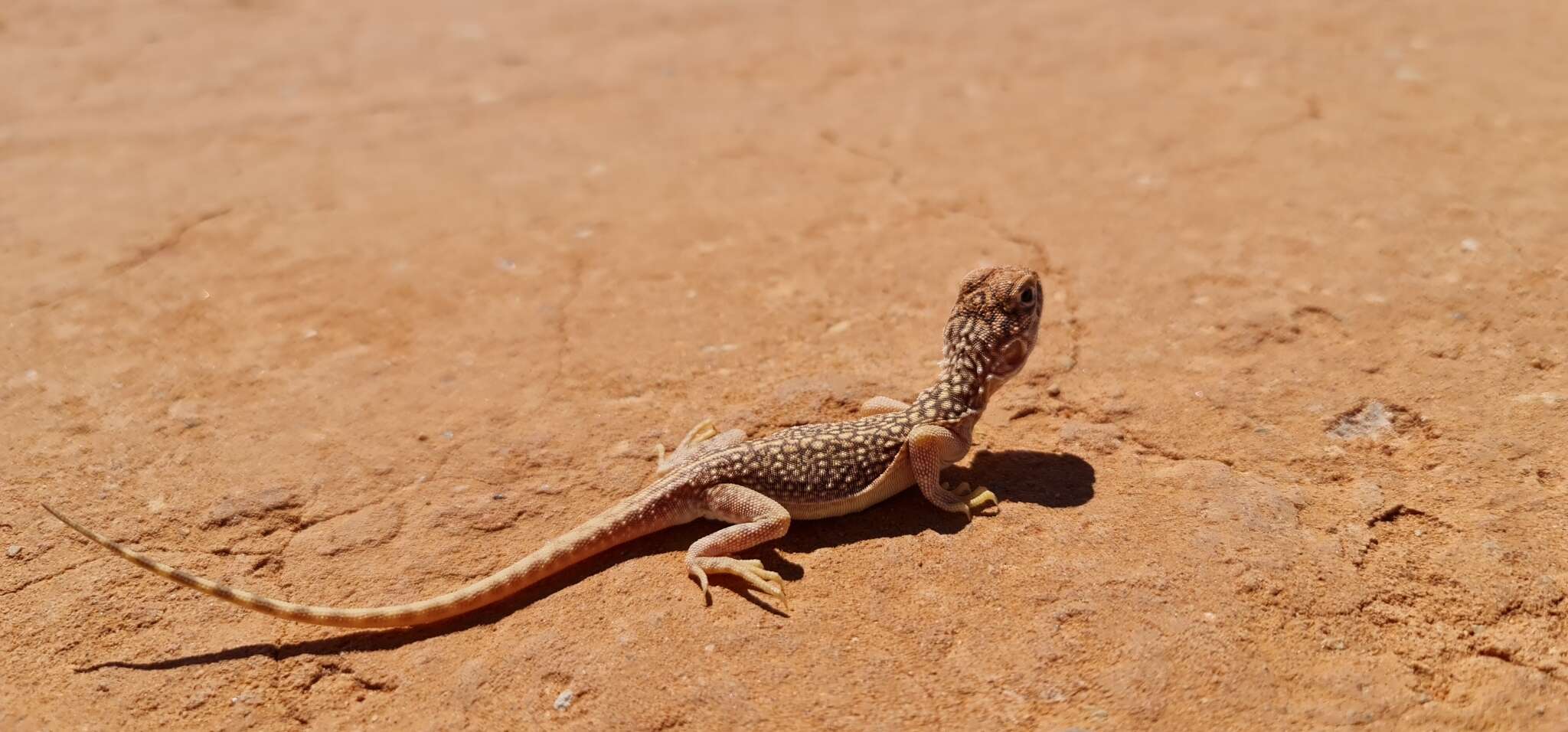 Image of Central Netted Dragon