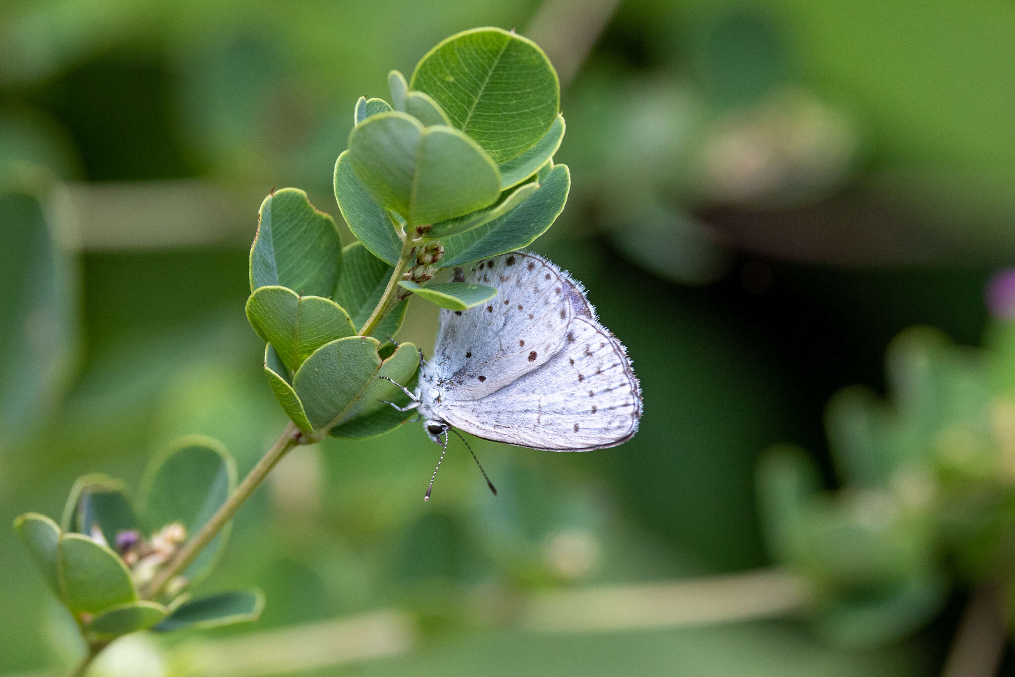 Image of Celastrina argiolus ladonides (De L'Orza 1869)