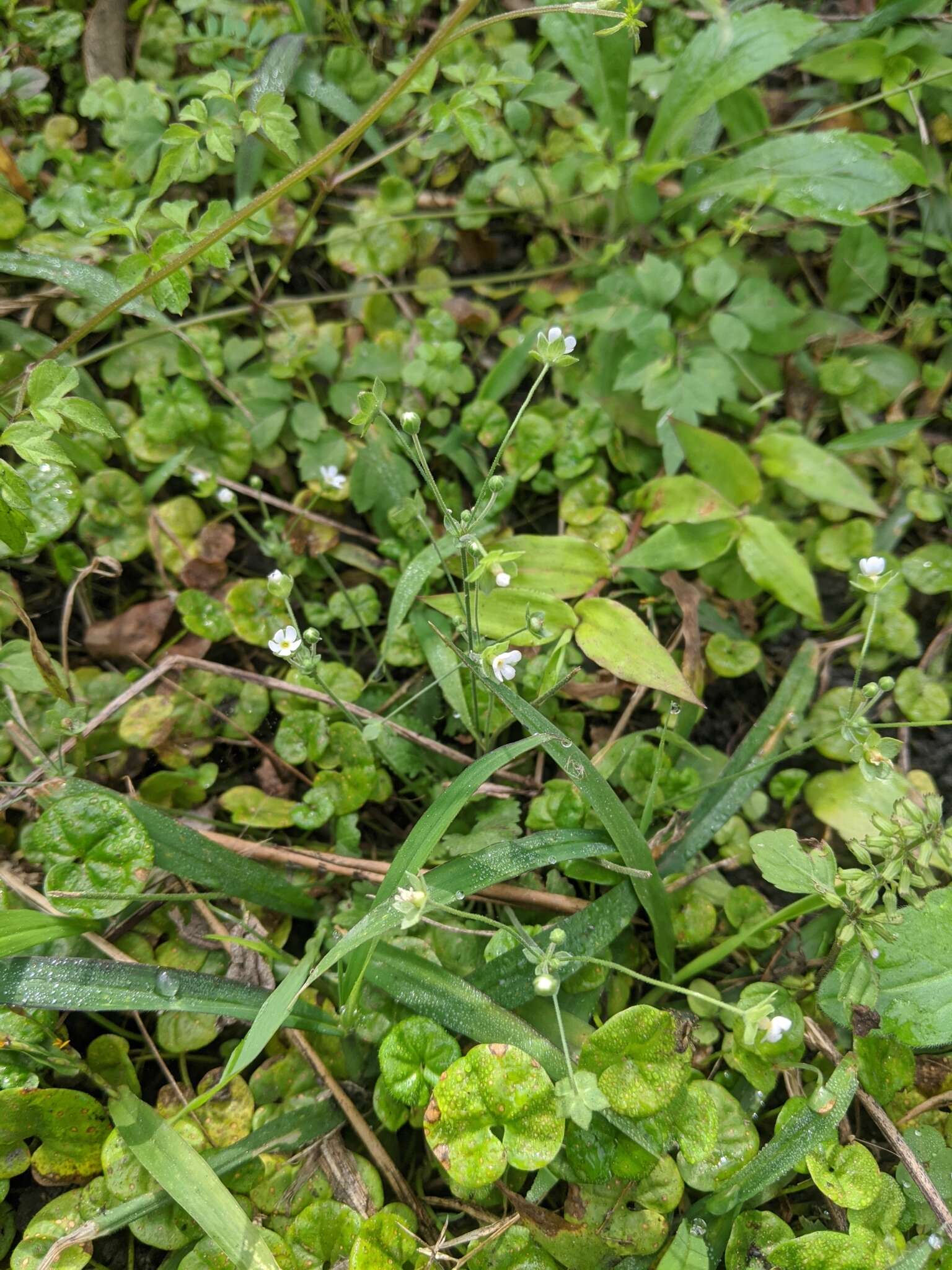 Image of Androsace umbellata (Lour.) Merr.