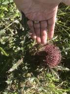 Imagem de <i>Cirsium <i>horridulum</i></i> var. horridulum