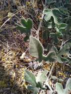 Image of Passiflora pentaschista