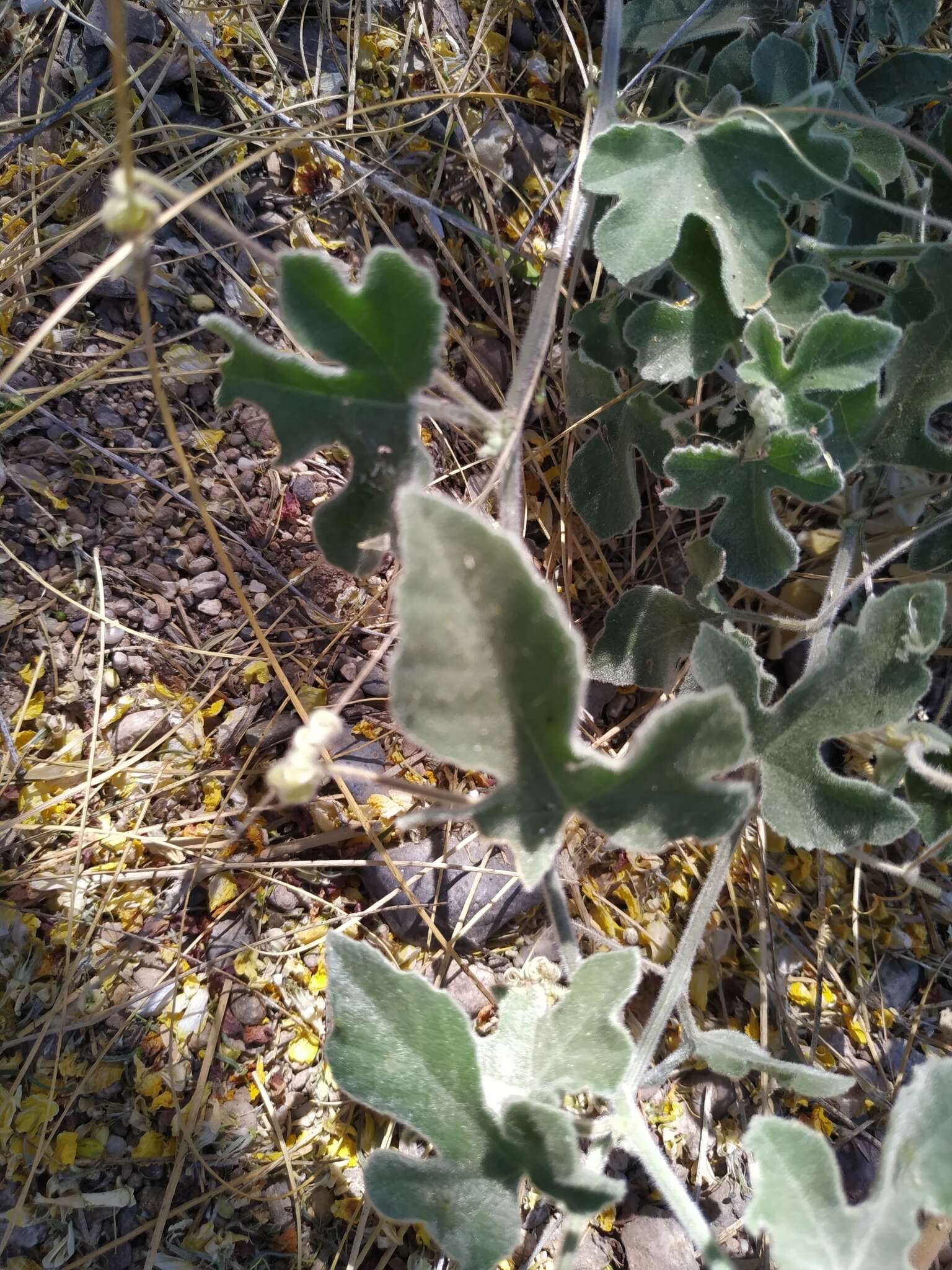 Image of Passiflora pentaschista