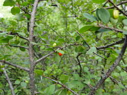 Image de Erythroxylum rotundifolium Lunan