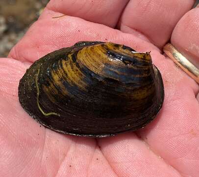 Image of Southern Clubshell