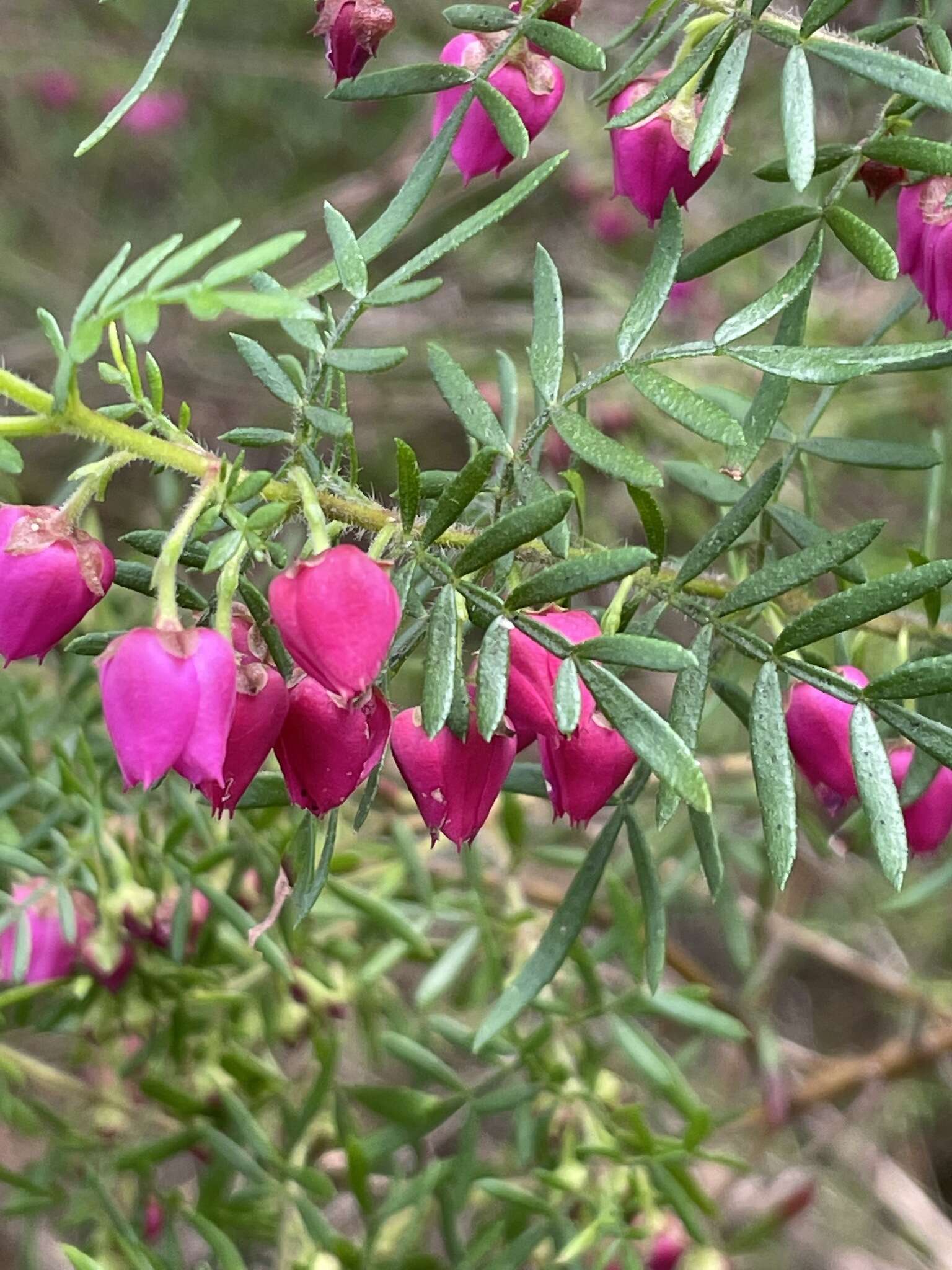 Image of Tall Boronia