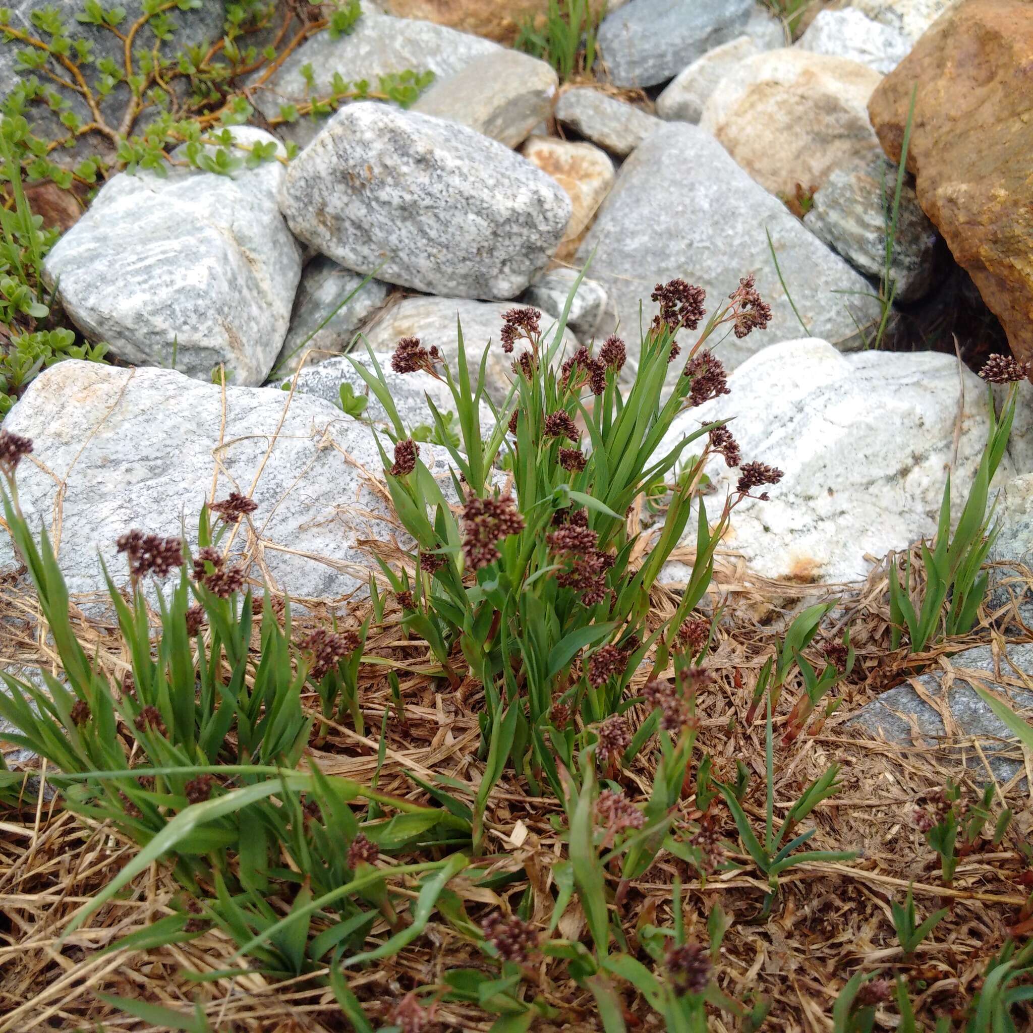 Imagem de Luzula alpinopilosa (Chaix) Breistr.