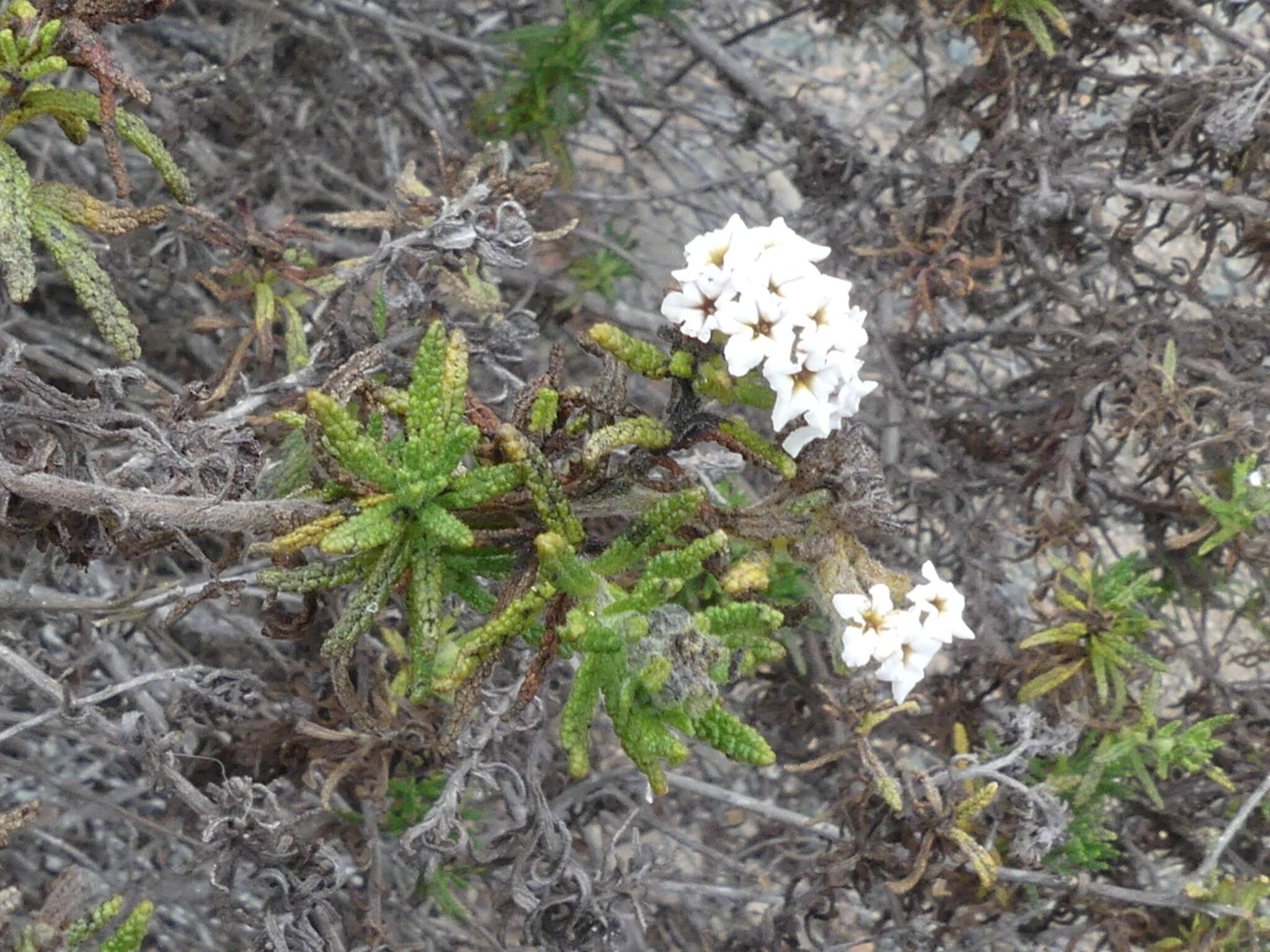 صورة Heliotropium taltalense (Phil.) I. M. Johnst.