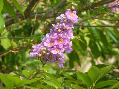 Image of Crape myrtle