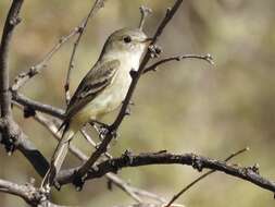 Image of American Grey Flycatcher