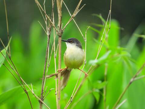 Prinia flaviventris (Delessert 1840) resmi