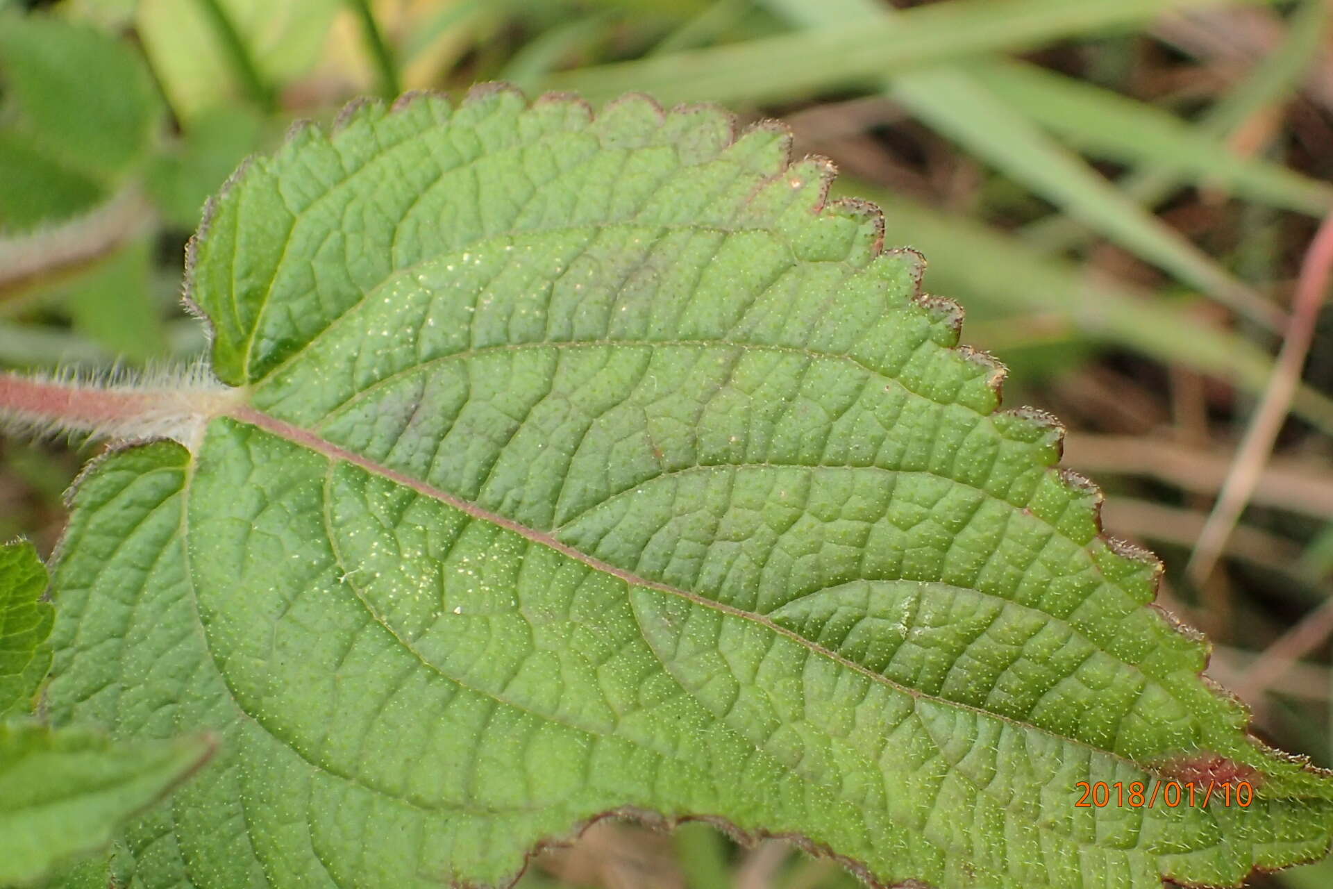 Image of <i>Equilabium laxiflorum</i> Mwany., A. J. Paton & Bot. J. Linn. Soc.