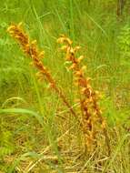 Слика од Orobanche alsatica subsp. libanotidis (Ruprecht) Pusch