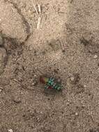 Image of Cicindela (Cicindela) scutellaris scutellaris Say 1823