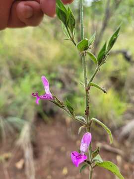 Image of Dicliptera eenii S. Moore