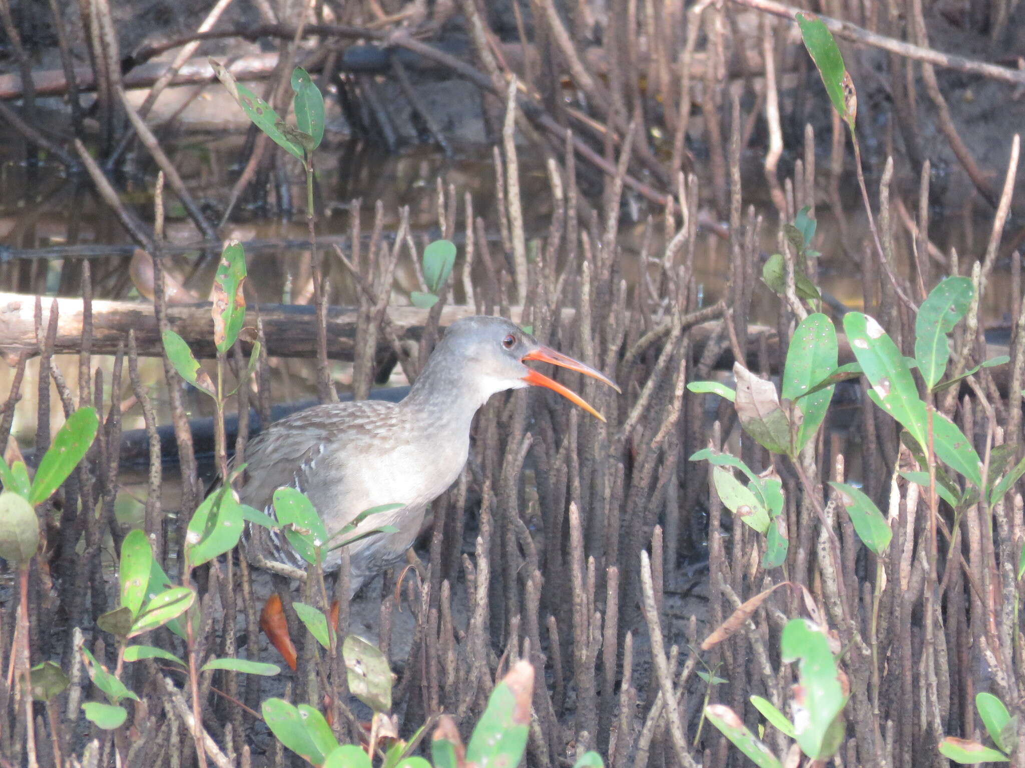 Image of Rallus longirostris berryorum Maley et al. 2016