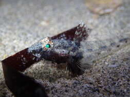 Image of Australian sailfin goby