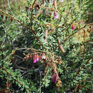 Image de Hermannia trifurca L.