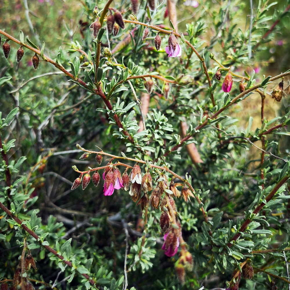 Image de Hermannia trifurca L.