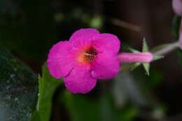 Image of Achimenes skinneri Lindl.